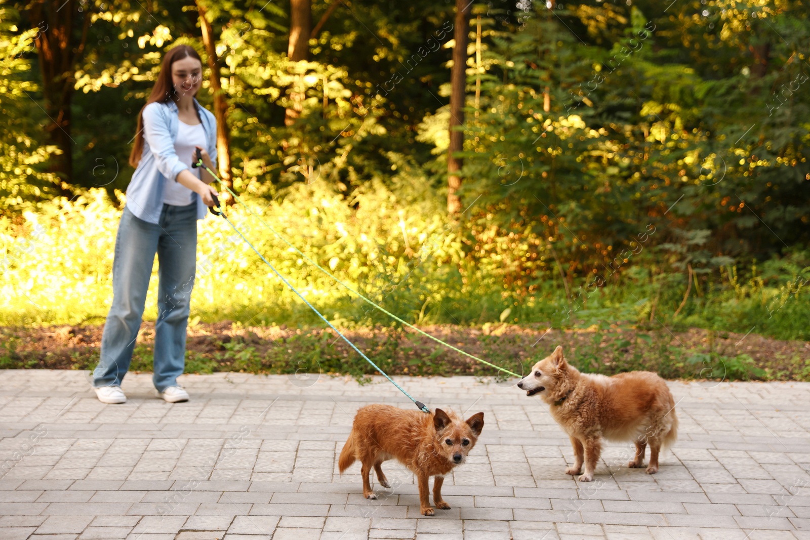 Photo of Young woman walking her cute dogs outdoors, selective focus
