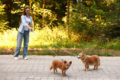 Photo of Young woman walking her cute dogs outdoors, selective focus