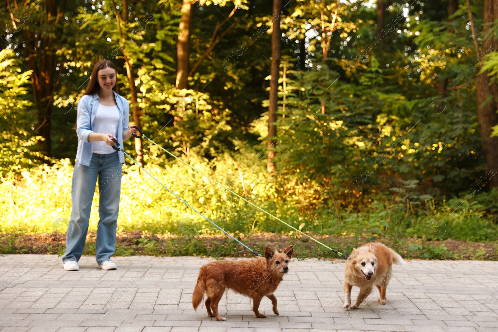 Photo of Young woman walking her cute dogs outdoors, selective focus