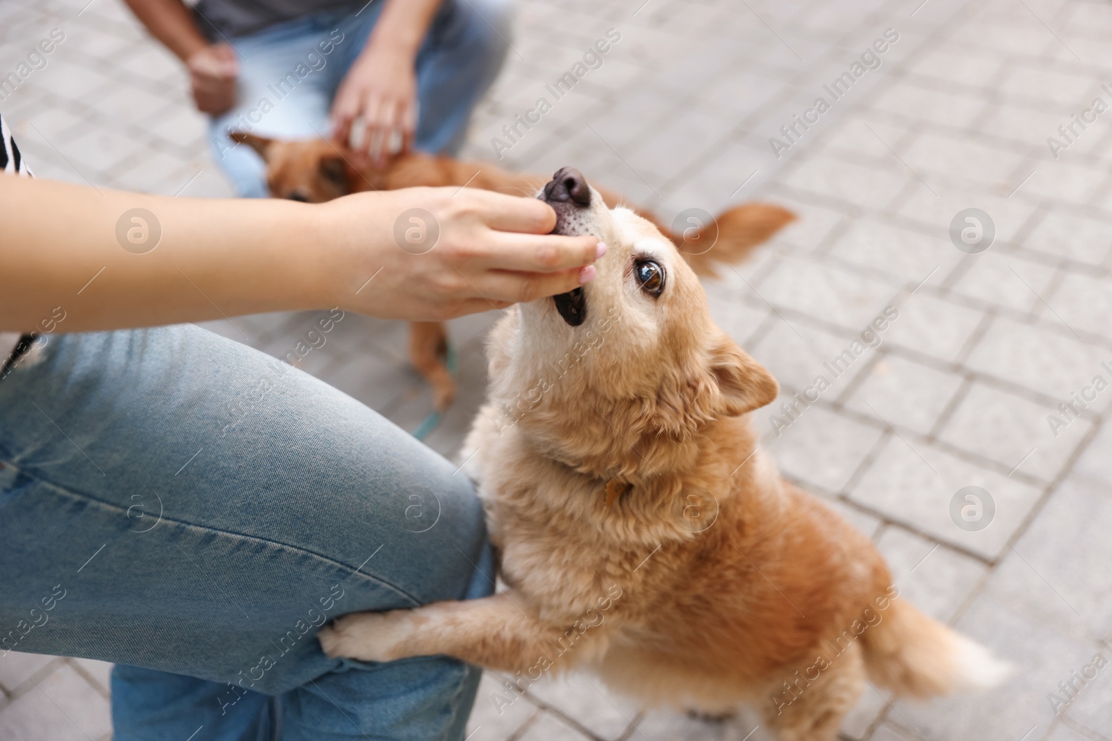Photo of Couple giving treat to their cute dogs while walking outdoors, closeup