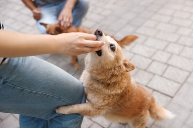 Photo of Couple giving treat to their cute dogs while walking outdoors, closeup
