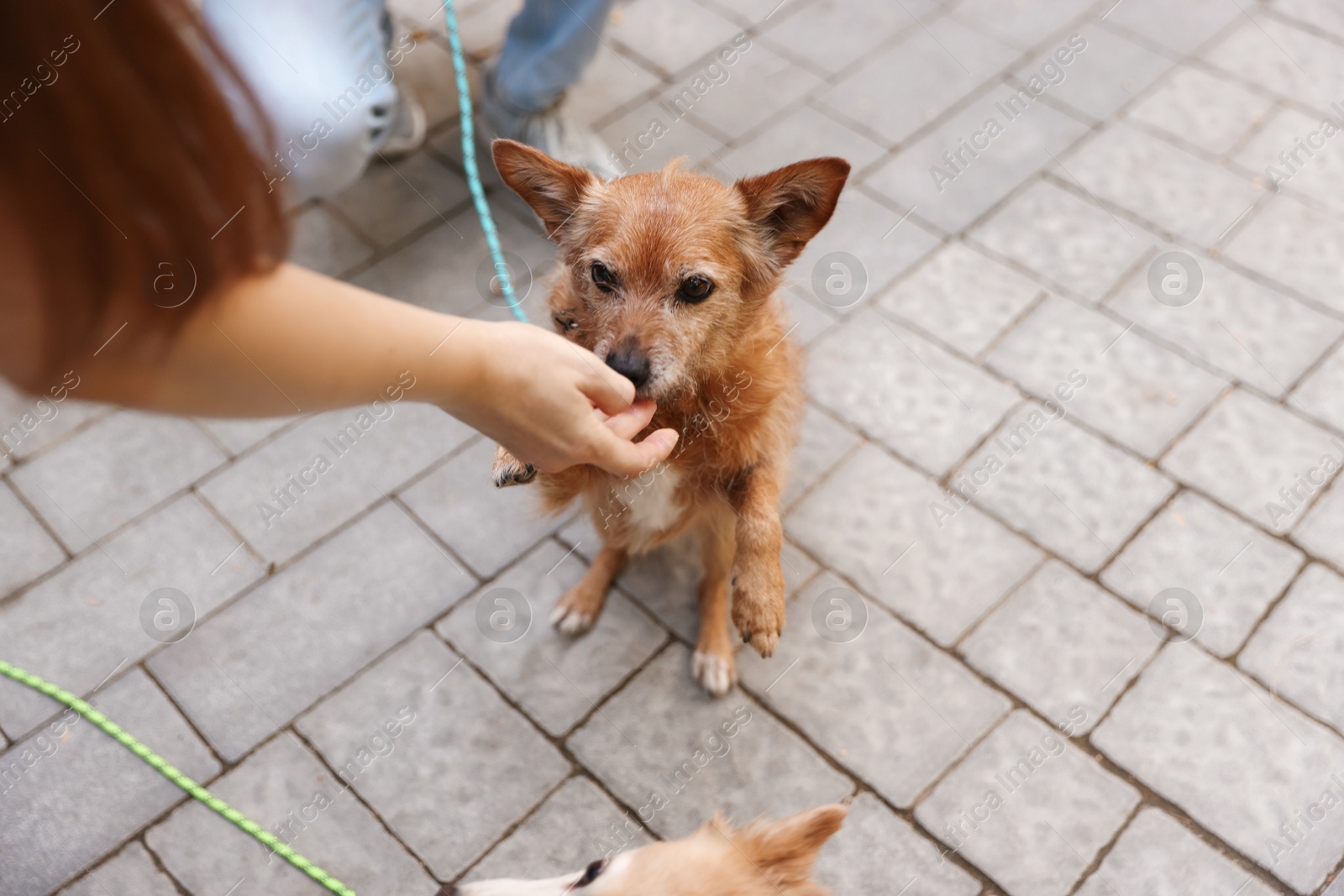 Photo of Couple giving treat to their cute dogs while walking outdoors, closeup