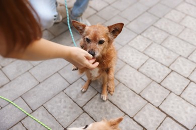 Photo of Couple giving treat to their cute dogs while walking outdoors, closeup