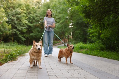Photo of Young woman walking her cute dogs outdoors, selective focus