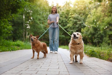 Photo of Young woman walking her cute dogs outdoors, selective focus