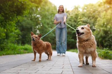 Photo of Young woman walking her cute dogs outdoors, selective focus