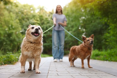 Photo of Young woman walking her cute dogs outdoors, selective focus