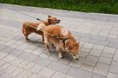 Photo of Walking with pet. Two cute dogs with leashes outdoors