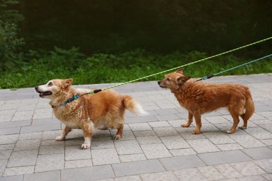 Photo of Walking with pet. Two cute dogs with leashes outdoors