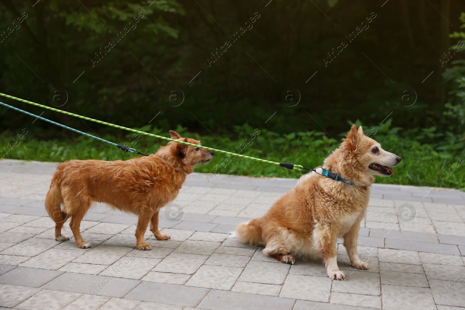 Photo of Walking with pet. Two cute dogs with leashes outdoors
