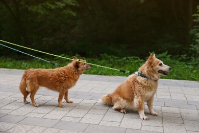 Photo of Walking with pet. Two cute dogs with leashes outdoors