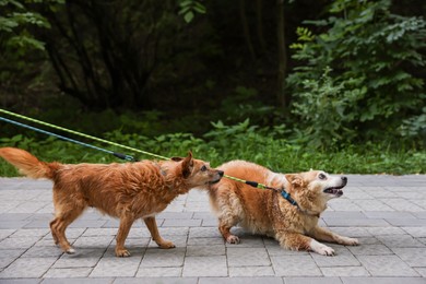 Photo of Walking with pet. Two cute dogs with leashes outdoors