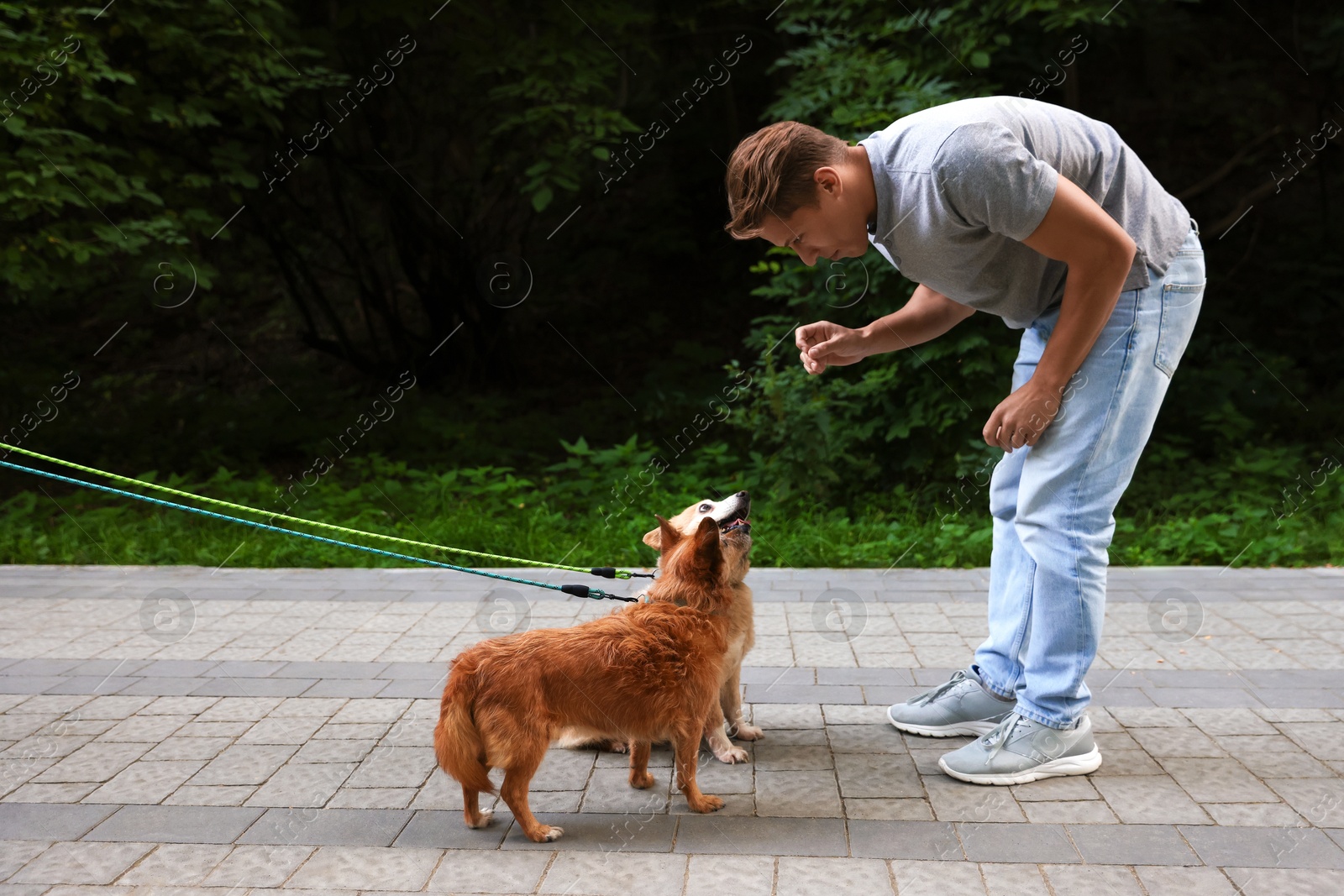 Photo of Young man walking his cute dogs outdoors