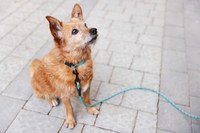 Photo of Walking with pet. Cute dog with leash outdoors, space for text