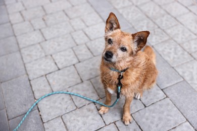 Photo of Walking with pet. Cute dog with leash outdoors, above view. Space for text