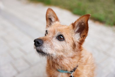 Photo of Walking with pet. Cute dog with leash outdoors