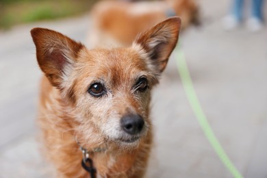 Photo of Walking with pet. Cute dog with leash outdoors