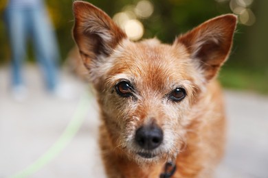 Photo of Walking with pet. Cute dog with leash outdoors