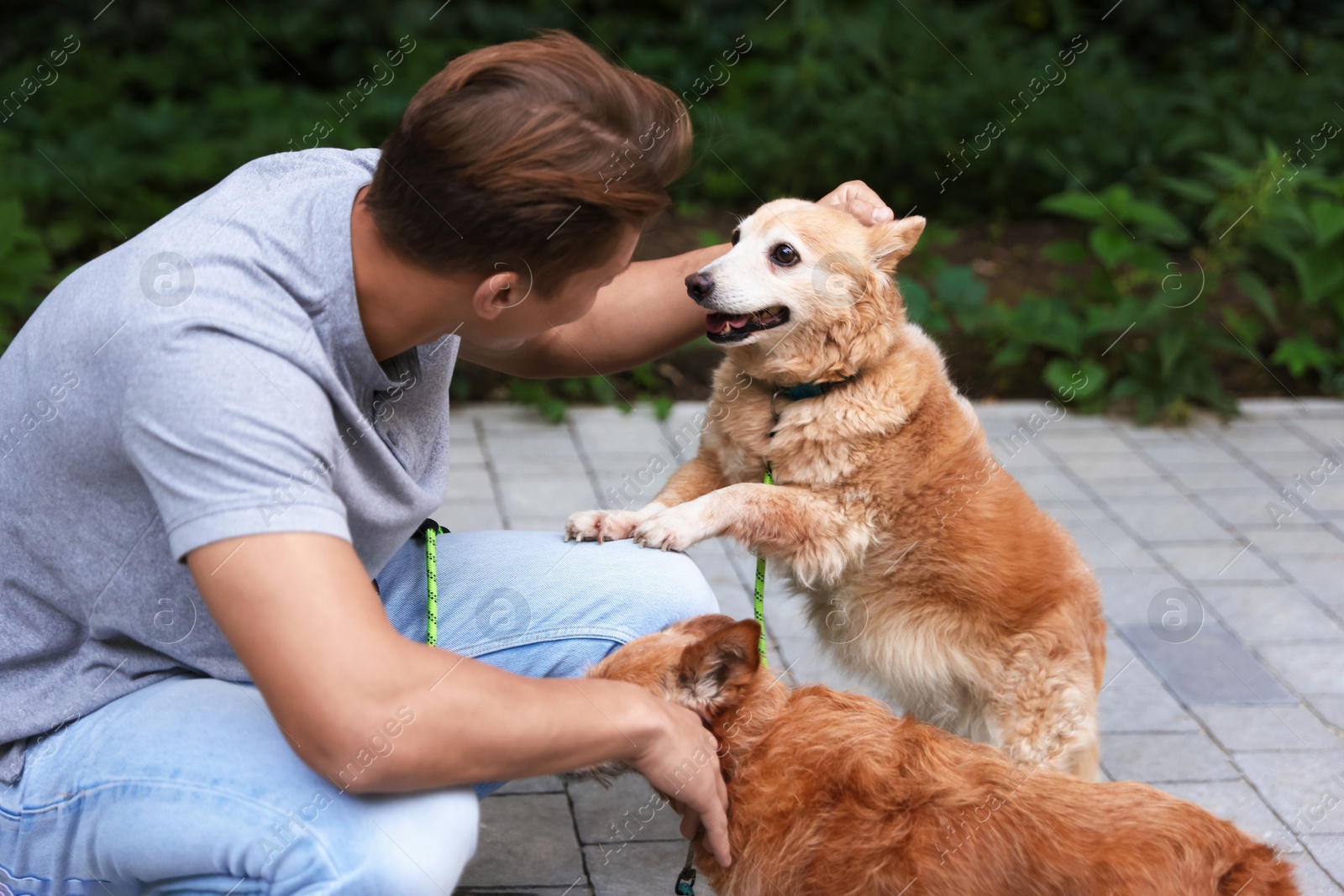 Photo of Young man walking his cute dogs outdoors