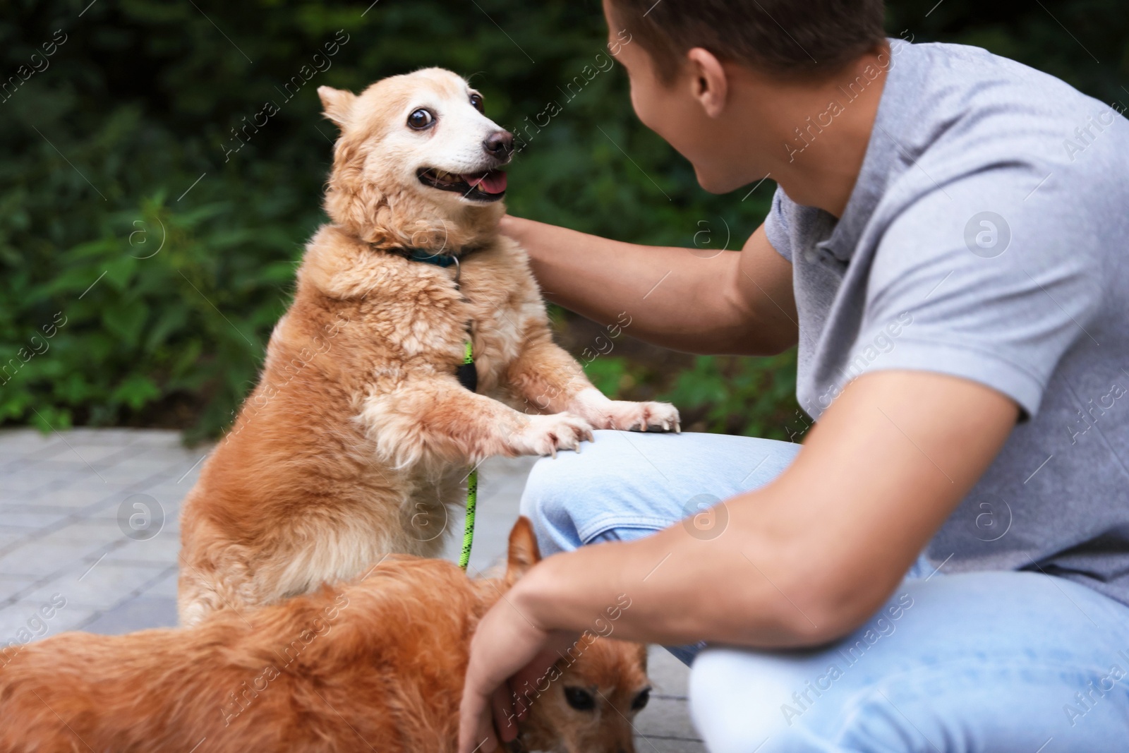 Photo of Young man walking his cute dogs outdoors
