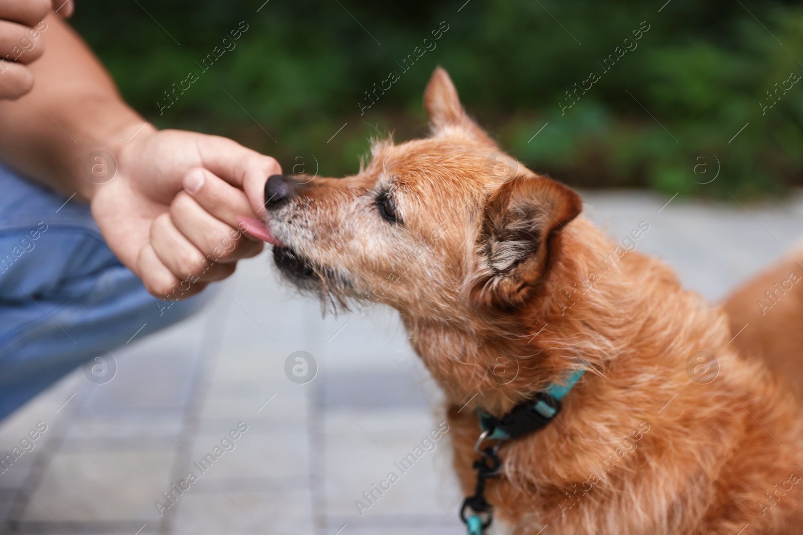 Photo of Young man giving treat to his cute dog while walking outdoors, closeup