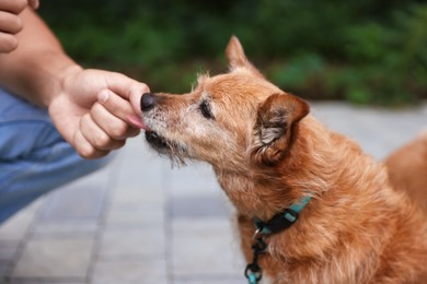 Photo of Young man giving treat to his cute dog while walking outdoors, closeup