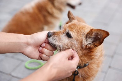 Photo of Young man giving treat to his cute dog while walking outdoors, closeup