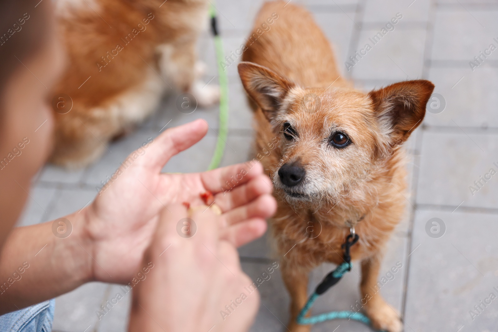 Photo of Young man giving treat to his cute dog while walking outdoors, closeup