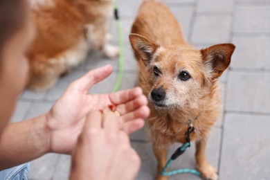 Photo of Young man giving treat to his cute dog while walking outdoors, closeup