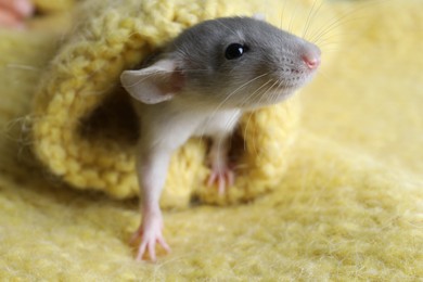 Photo of Cute small rat wrapped in yellow knitted plaid, closeup