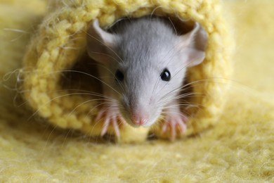 Photo of Cute small rat wrapped in yellow knitted plaid, closeup