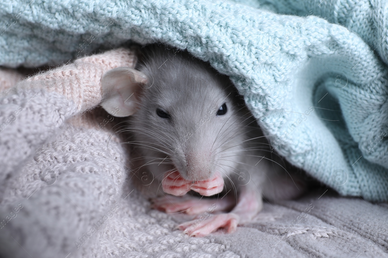 Photo of Cute small rat wrapped in knitted plaid, closeup