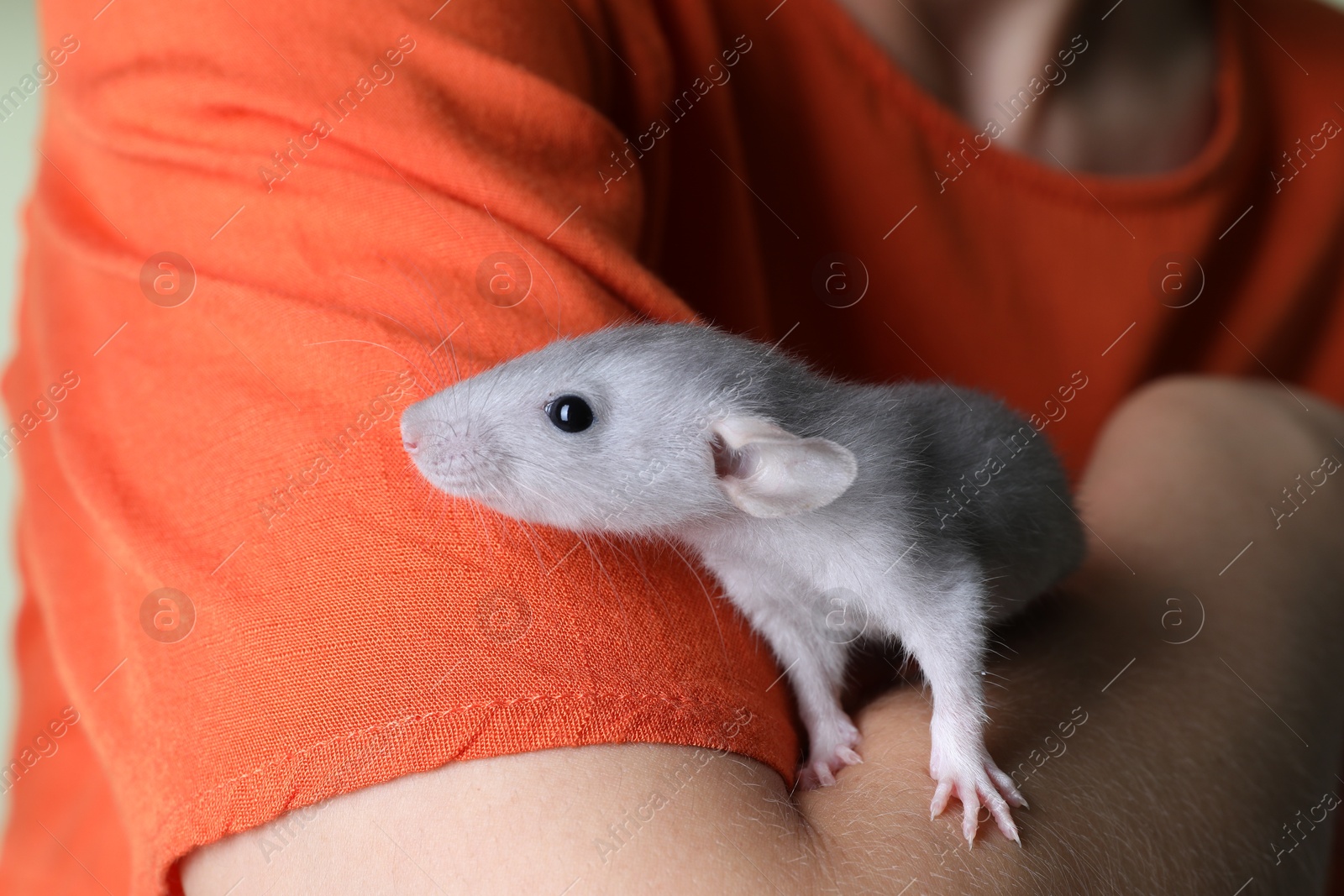 Photo of Woman with cute small rat, closeup view