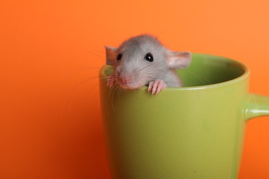 Photo of Cute small rat in green ceramic cup on orange background, closeup