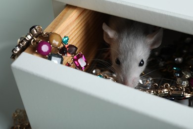 Photo of Cute small rat with jewelry in chest of drawers, closeup