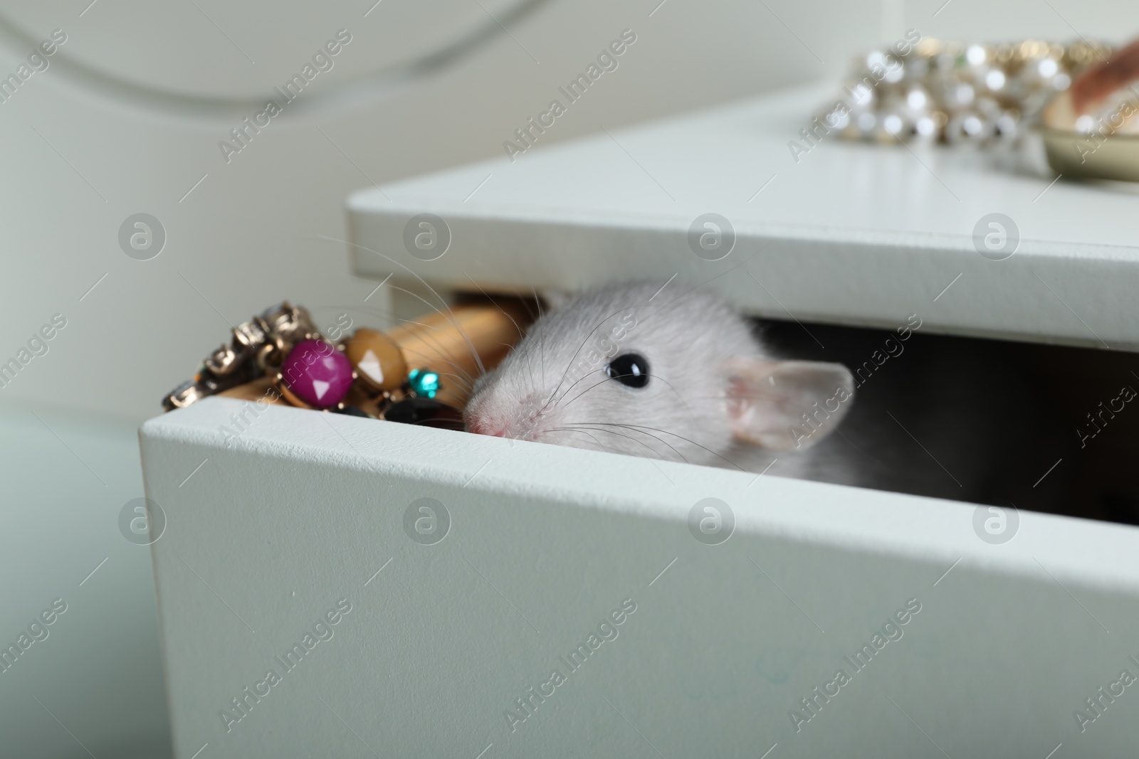 Photo of Cute small rat with jewelry in chest of drawers, closeup