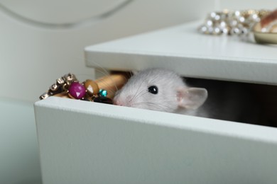 Photo of Cute small rat with jewelry in chest of drawers, closeup