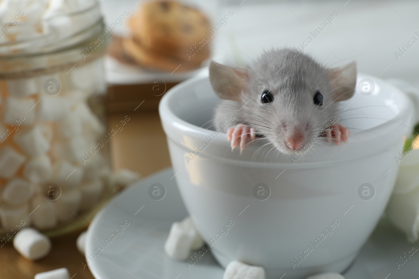 Photo of Cute small rat in white cup on table, closeup. Space for text