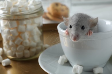 Photo of Cute small rat in white cup on table, closeup. Space for text