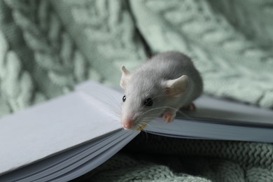 Photo of Cute small rat and book on green knitted plaid, closeup
