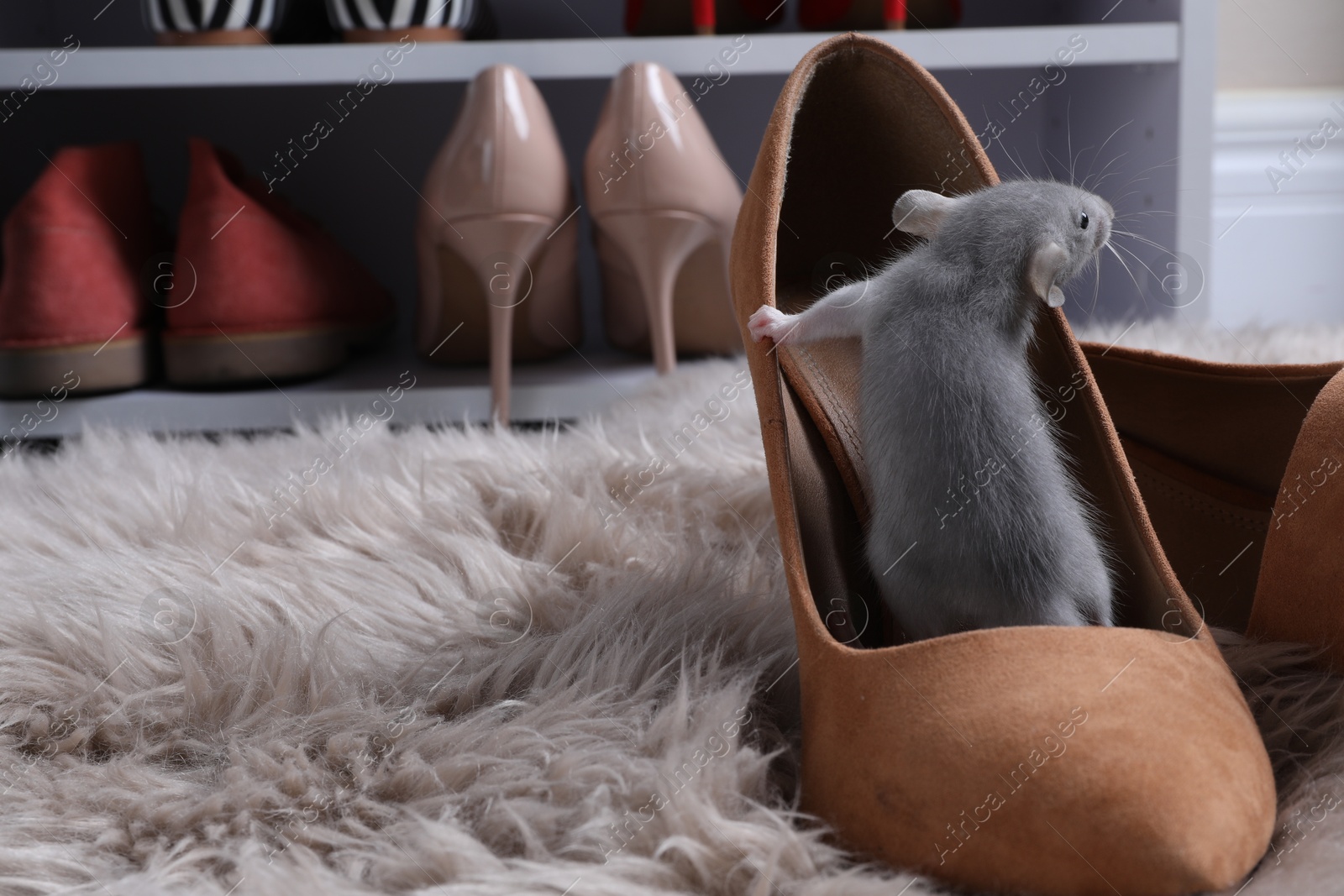 Photo of Cute grey rat in female shoe on fuzzy rug indoors. Space for text