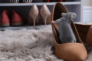 Photo of Cute grey rat in female shoe on fuzzy rug indoors. Space for text