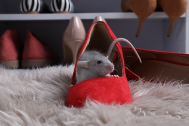 Photo of Cute grey rat in female shoe on fuzzy rug indoors