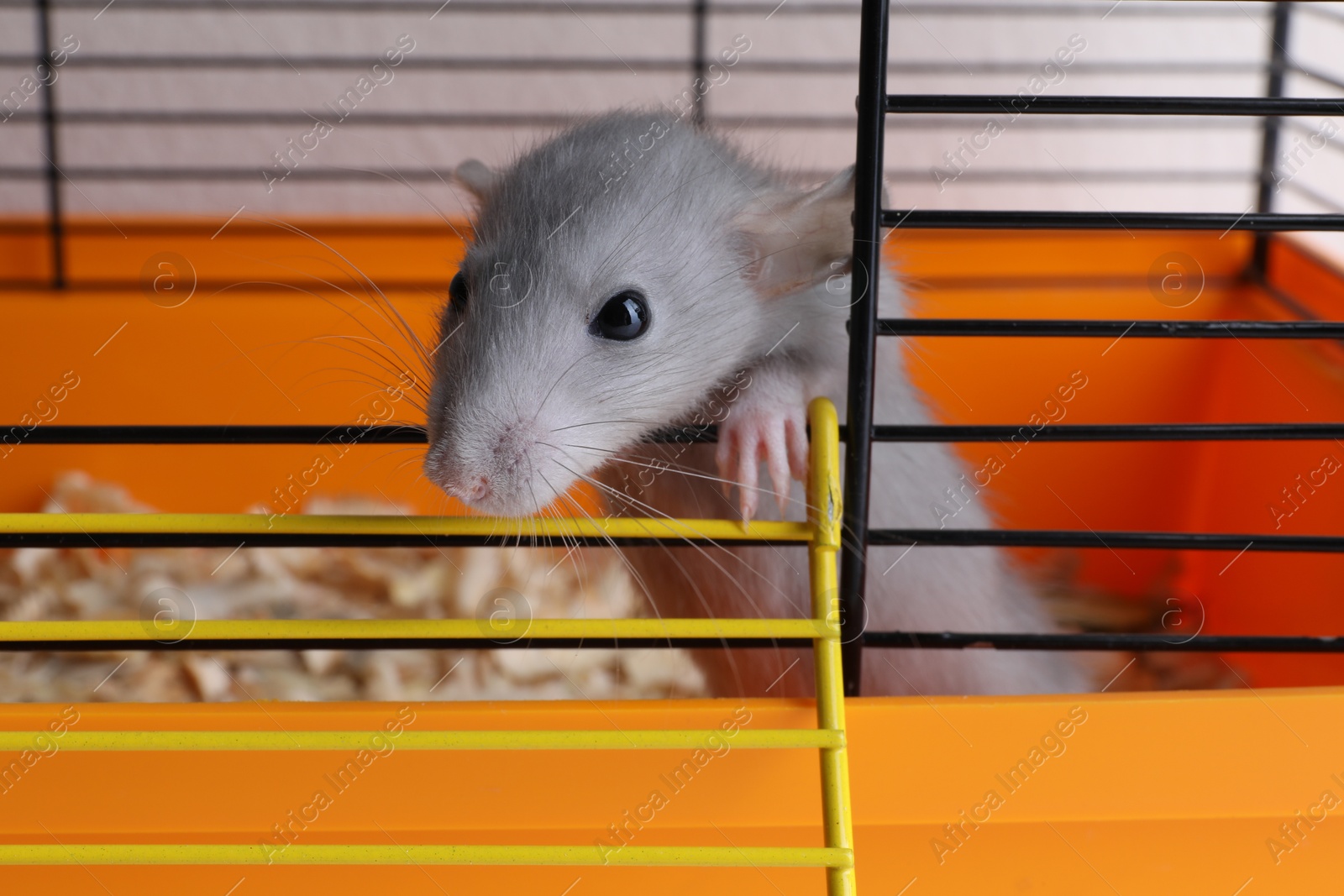 Photo of Cute light grey rat escaping cage, closeup