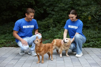 Photo of Volunteers with cute stray dogs outdoors. Animal rescue