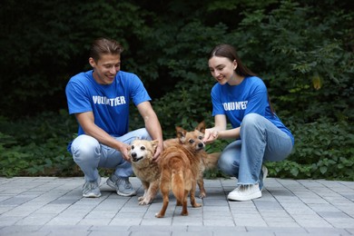 Photo of Volunteers with cute stray dogs outdoors. Animal rescue