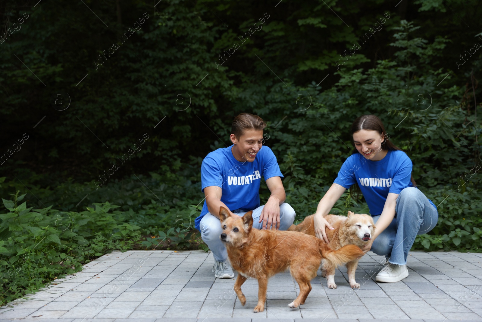 Photo of Volunteers with cute stray dogs outdoors, space for text