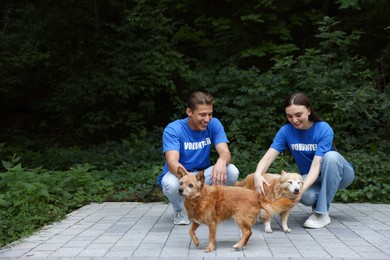 Photo of Volunteers with cute stray dogs outdoors, space for text