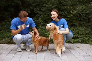 Photo of Volunteers with cute stray dogs outdoors. Animal rescue
