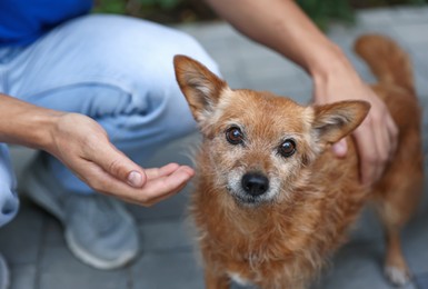 Photo of Volunteer with cute stray dog outdoors, closeup